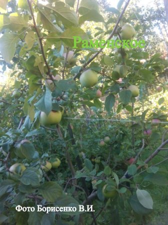 Сорт яблони Апорт, описание, характеристика и отзывы, а также особенности выращивания данного сорта