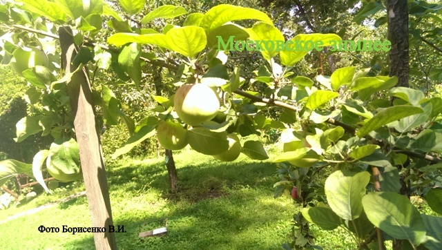 Сорт яблони Апорт, описание, характеристика и отзывы, а также особенности выращивания данного сорта