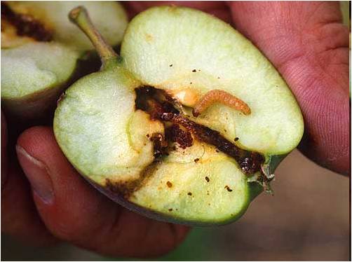 применение феромонов для защиты плодовых культур от вредителей
