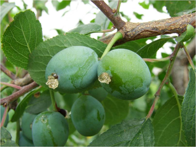 применение феромонов для защиты плодовых культур от вредителей