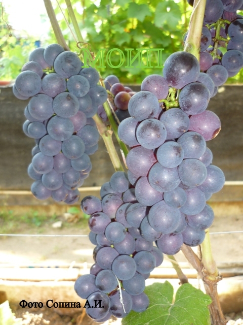 Ранний сорт винограда Вэлиант, характеристики